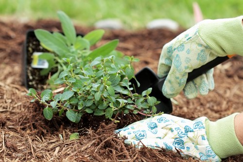 A gardening scene showing a person wearing light green gardening gloves planting a small shrub into a prepared flower bed. The shrub has lush green leaves and is being positioned into soft, dark brown soil. Surrounding the planting area, there is a border of soil and mulch, with a background of slightly blurred green grass and natural outdoor environment. The detailed texture of the soil and the healthy appearance of the plant suggest careful maintenance typical of professional gardening services in the Hendon area, highlighting the expertise of companies like Hedge Trimming Hendon in outdoor landscaping and plant care. The image reflects a neatly arranged garden space, potentially part of a landscaped front or back garden, emphasizing attentive plant management and outdoor aesthetic enhancement.